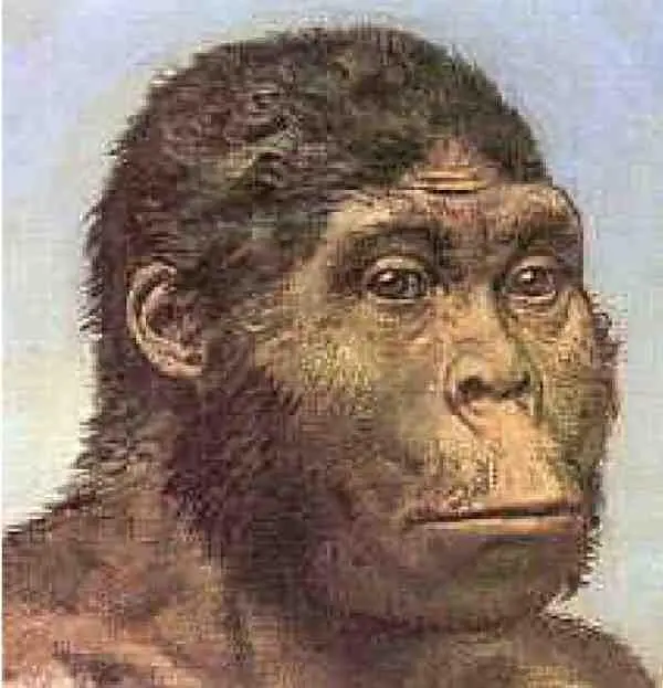 Homo habilis Зинджантроп по всем статьям австралопитек обезьяна Но коли они - фото 23