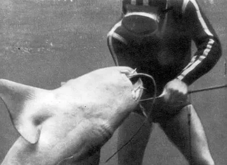 Зазевался морской скат и оказался в пасти акулы которая в свою очередь стала - фото 8
