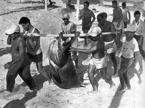 Лучший трофей VII чемпионата мира Гуаса весом в 1195 кг Спортсмен из - фото 30