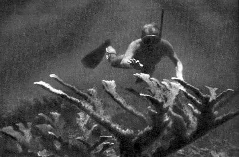 В поисках клада Черный группер на стреле Альберто Морская черепаха карей - фото 36