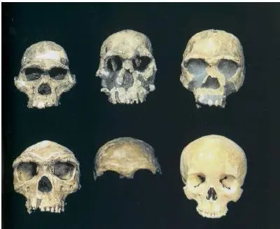 Типы черепов сверху слева направо Australopithecus Homo rudolfensis Homo - фото 15