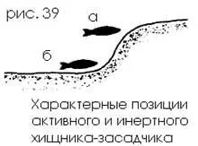 Известно что хищник занимающий позицию в верхней части укрытия активен а - фото 40