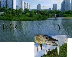 Этот прудик не совсем дачный но выглядит симпатичнои щучка в нем - фото 28