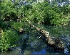 ходимыми вдоль кромки воды Завалы густой кустарник заставляют нас обходить - фото 65