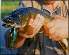 Rapala Minnow Spoon на пару лет исчезла из каталога фирмы Но по просьбе - фото 71