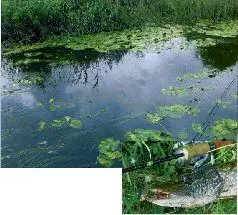 Джигнезацепляйка уместнее виброхвоста в закоряженных ямах где проводка - фото 81