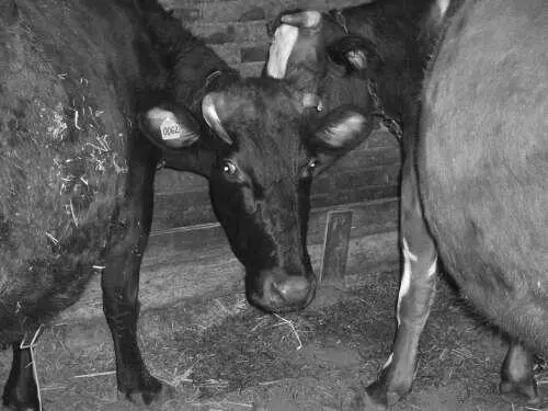 Техника доения кулаком Козы Породы коз Породы коз группируются по трем - фото 49