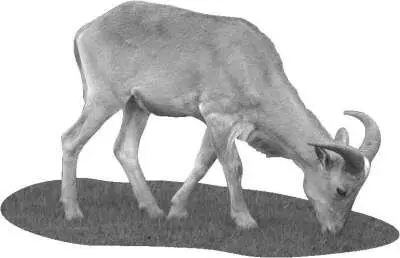 Выбор молочной козы В приусадебных хозяйствах чаще разводят коз молочного - фото 51