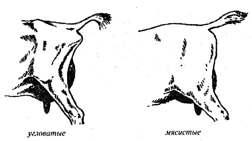 Справочник современного фермера Птицеводство животноводство коневодство - фото 53