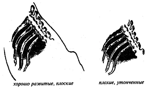 Формы ребер Формы плеч Содержание коз Помещения К помещениям козы - фото 54