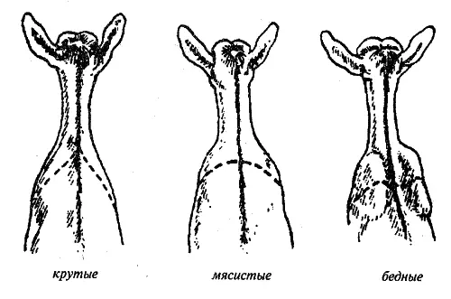 Формы плеч Содержание коз Помещения К помещениям козы повышенных требований - фото 55