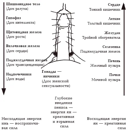 Все даосские постельные искусства направлены на то чтобы как можно дольше - фото 57