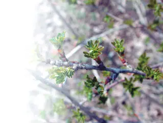 Глубина посадки должна быть такой чтобы корневая шейка в этот момент - фото 3