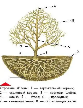 Зимой корни страдают от морозов и могут погибнуть Если сад запущен и нет - фото 4