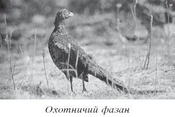 Разведение домашней птицы Разведение домашней сельскохозяйственной птицы на - фото 14