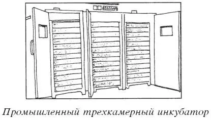 Разведение кур В августе сентябре проводят сортировку поголовья при этом - фото 18