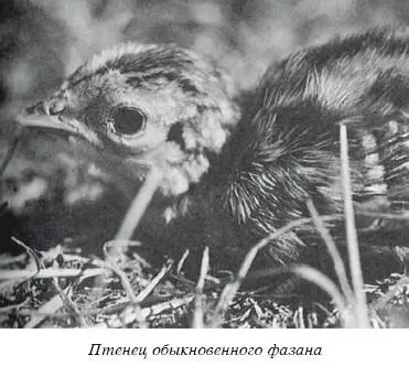 Самка сидит на гнезде усердно оставляет его только на время кормежки или в - фото 99