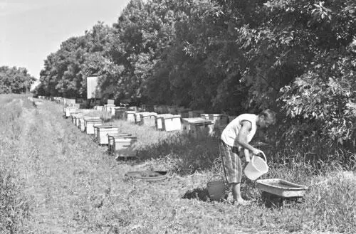Поилка для пчел Общий вид промышленной пасеки более 300 пчелосемейств - фото 101