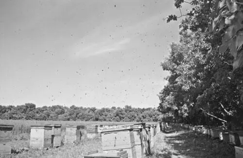 Общий вид пасеки Станица Ленинградская Краснодарский край Общий вид - фото 115