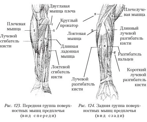 Д сгибает предплечье в локтевом суставе Клювовидноплечевая мышцарис 79 - фото 102