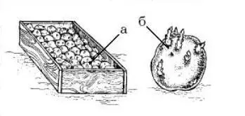 Рис 35 Проращивание клубней на свету в деревянном ящике а ящик с клубнями - фото 35