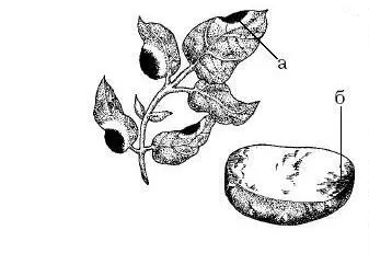 Рис 36 Поражение картофеля фитофторозом а поражение листьев б поражение - фото 36