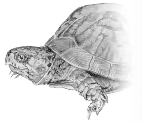 Коробчатая каролинская черепаха Основной пищей каролинских черепах служат - фото 3