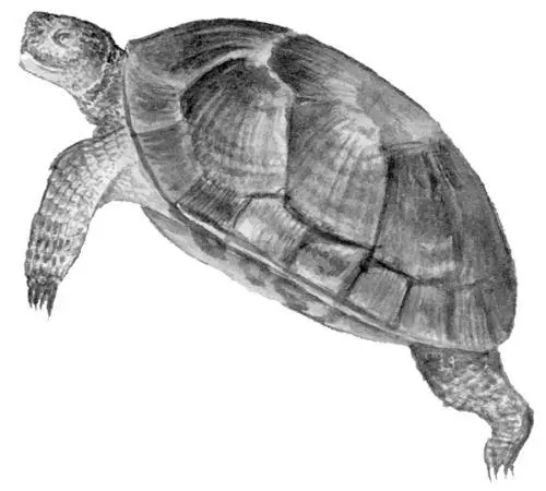 Самка североамериканской лесной черепахи Самцы в естественных условиях - фото 9