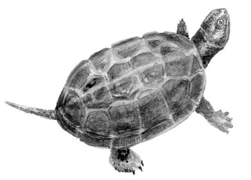 Самец прудовой черепахи Ривза В естественных условиях обитания черепахи - фото 10