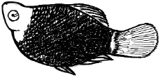Рис 15 Дисковая пецилия Моллинезии пестрые или бархатночерные рыбки тоже - фото 15