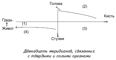 Иньмеридианы связаны с твердыми органами а янмеридианы с полыми органами - фото 2