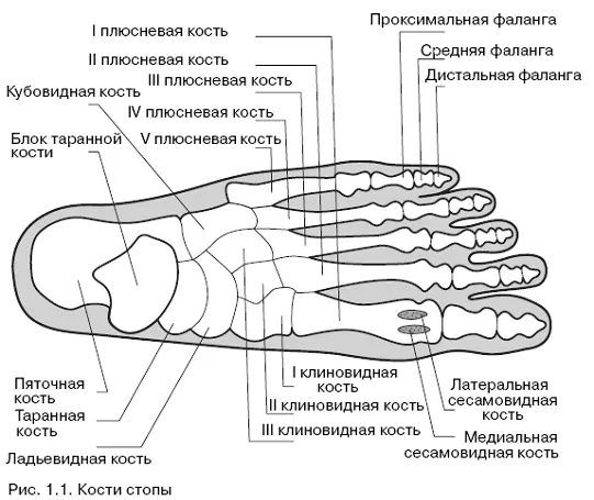 Рис 11 Кости стопы Кости Удивительно но в стопе находится четверть всех - фото 1