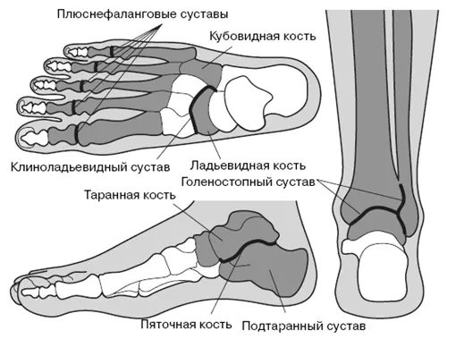 Рис 12 Суставы стопы и голеностопный сустав По известным причинам - фото 2