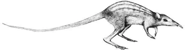 Рис 7Легкобег носатый Leptictidium nasutum возник в эпоху раннего среднего - фото 9