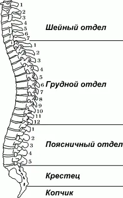 Рис 1 По форме позвоночный столб напоминает букву S Именно таким стал наш - фото 1