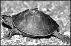 Кровельная индийская черепаха Черепаха малайская Малайская черепаха - фото 14