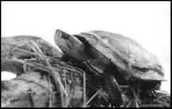 Мраморная черепаха В настоящее время мраморных черепах можно встретить только - фото 16