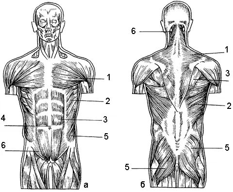 Мышцы человека а вид спереди 1 большая грудная мышца 2 передняя - фото 16