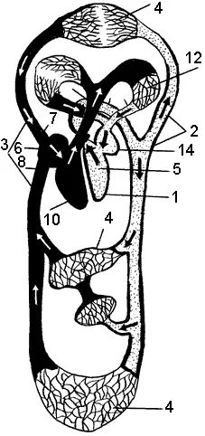 Органы кровообращения схема 1 сердце 2 артерия 3 вены 4 - фото 17