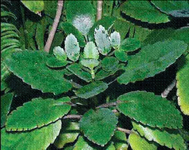 Каланхоэ перистое и его цветы - фото 42