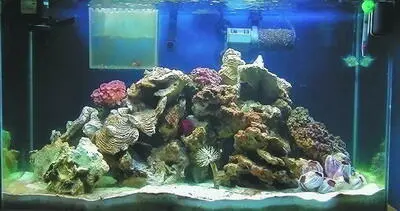 Оформляют такой водоем искусственными кораллами изготовленными из полиуретана - фото 10