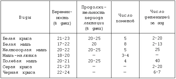 Половые циклы Декоративные мыши могут размножаться в домашних условиях - фото 23