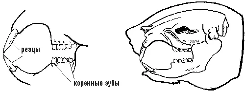Строение зубов и черепа грызуна Зубы крыс гораздо прочнее чем может - фото 26