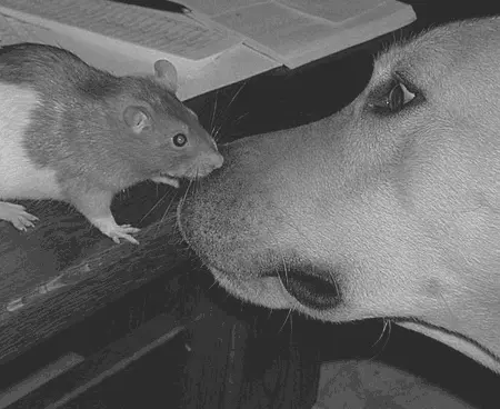 Любознательность и общительность крыс не имеет пределов Однако стоит - фото 44