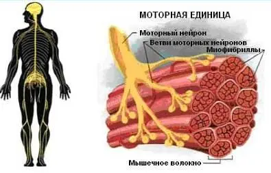 Вот как происходит этот процесс есть небольшое пространство которое - фото 23