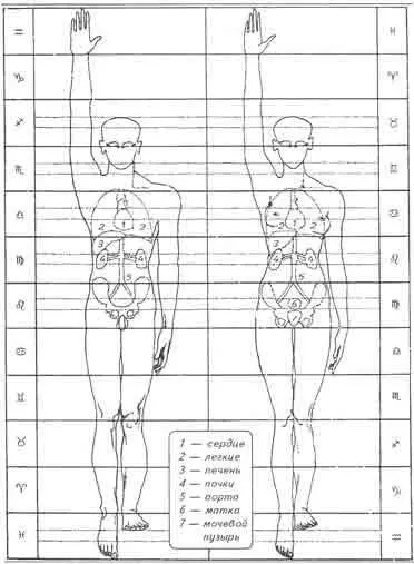 Рис 18 Анатомический зодиак Внутренние органы и основные анатомические детали - фото 19