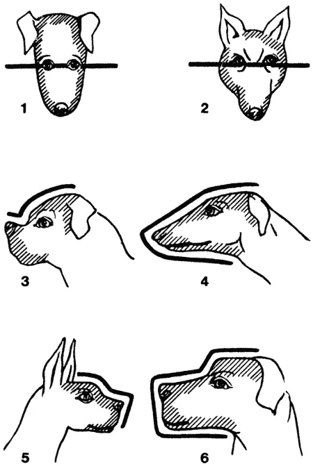 1 По величине голова рассматривается в пропорциях с корпусом собаки и в - фото 3