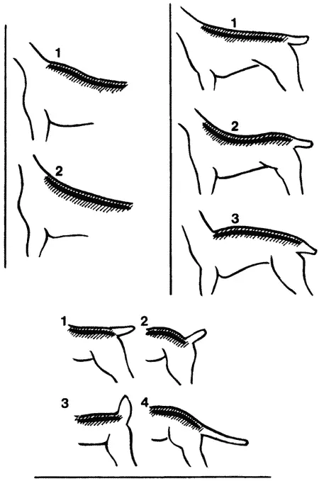 Холка резко выступает над спиной и по возможности должна дальше простираться - фото 11