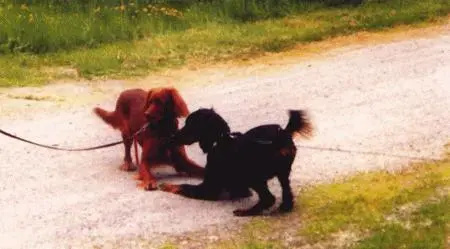 Игровые наклоны часто используются в играх Однако в данном случае две собаки - фото 18