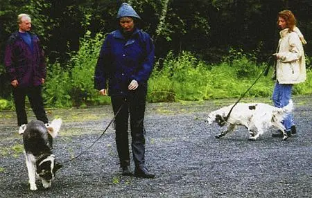 Разрешите своей собаке ходить на длинном провисающем поводке Не рвите и не - фото 45